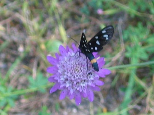 Amata phegea